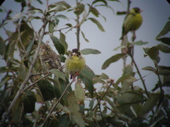 Chloris spinoides