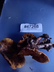 Lactarius subserifluus