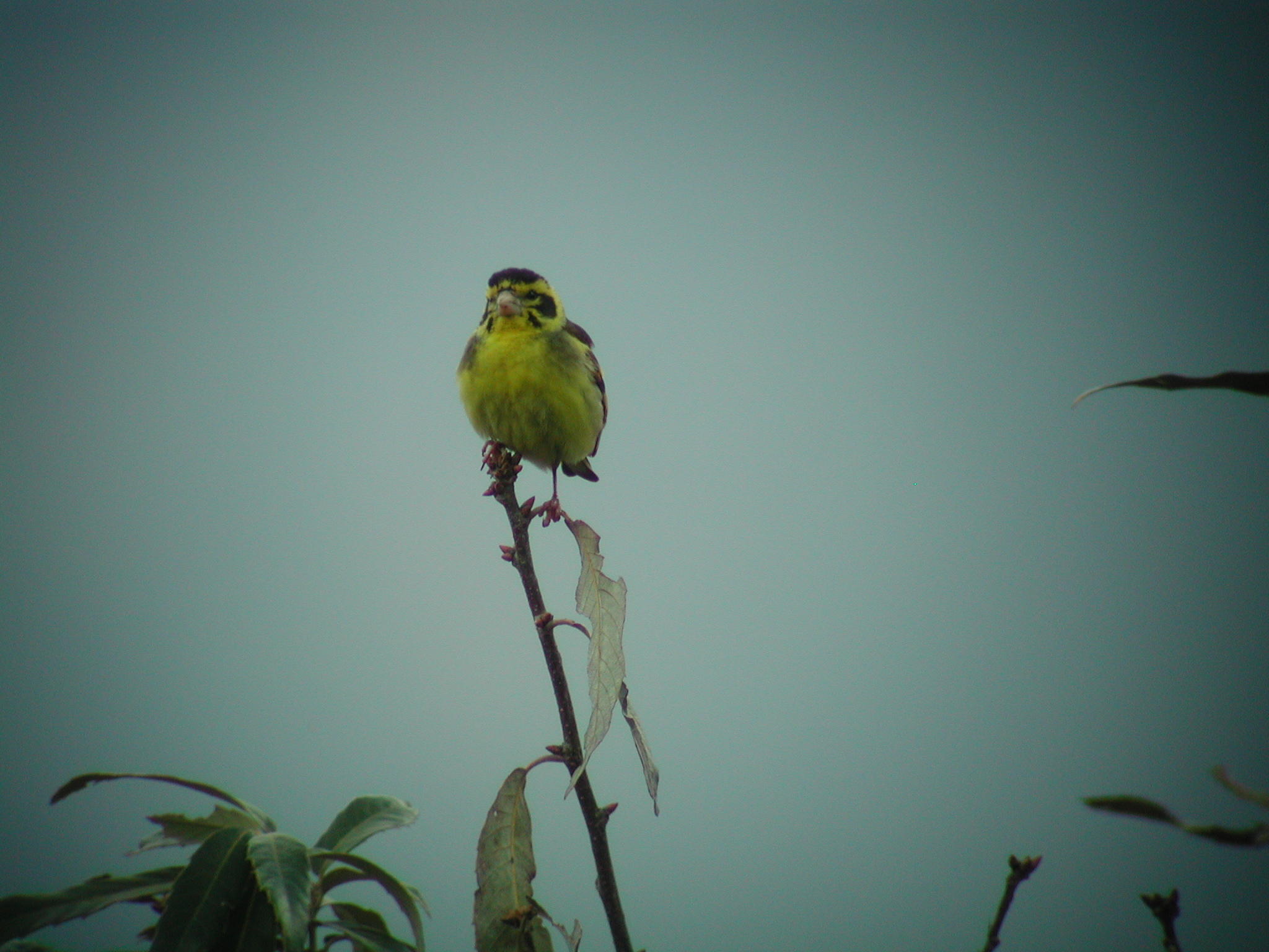 Yellow-breasted Greenfinch