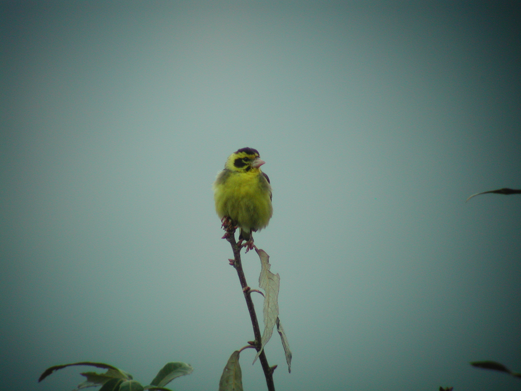 Yellow-breasted Greenfinch