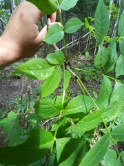 Fraxinus nigra image