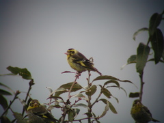 Chloris spinoides