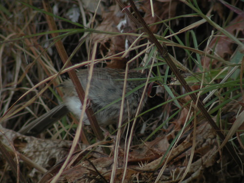 Himalayan Prinia (Prinia crinigera), photo 9