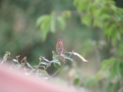 Carpodacus rodochroa
