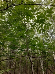 Fraxinus nigra image