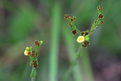 Hypericum setosum