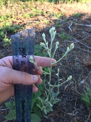 Pseudognaphalium thermale