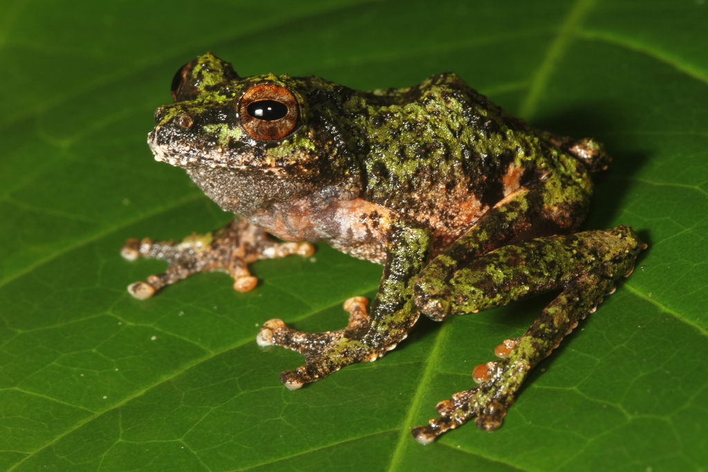 Kalpatta Yellow Bush Frog