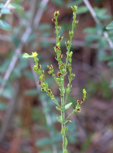 Image of Hypericum setosum by (c) Lauren McLaurin, some rights reserved (CC BY)