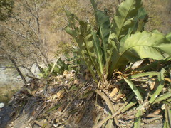 Anthurium schlechtendalii
