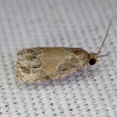 Olethreutes osmundana