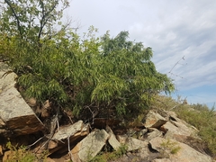 Rhamnus erythroxylum