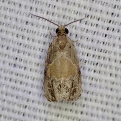 Olethreutes osmundana