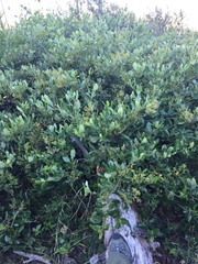 Ceanothus velutinus velutinus