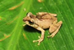 Raorchestes anili