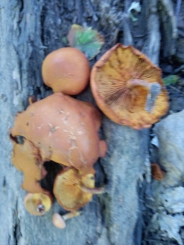 Gymnopilus (Photo 3 of 3)