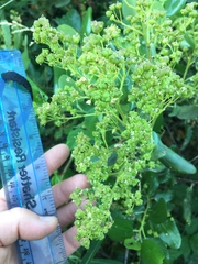 Ceanothus velutinus velutinus