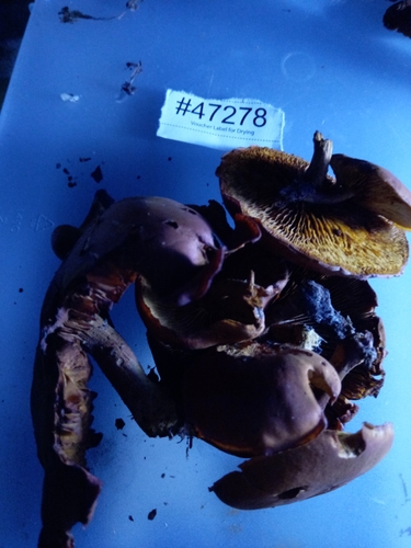 Gymnopilus (Photo 2 of 3)