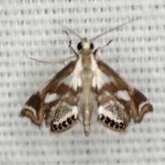 Chrysendeton imitabilis
