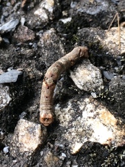 Ectropis crepuscularia