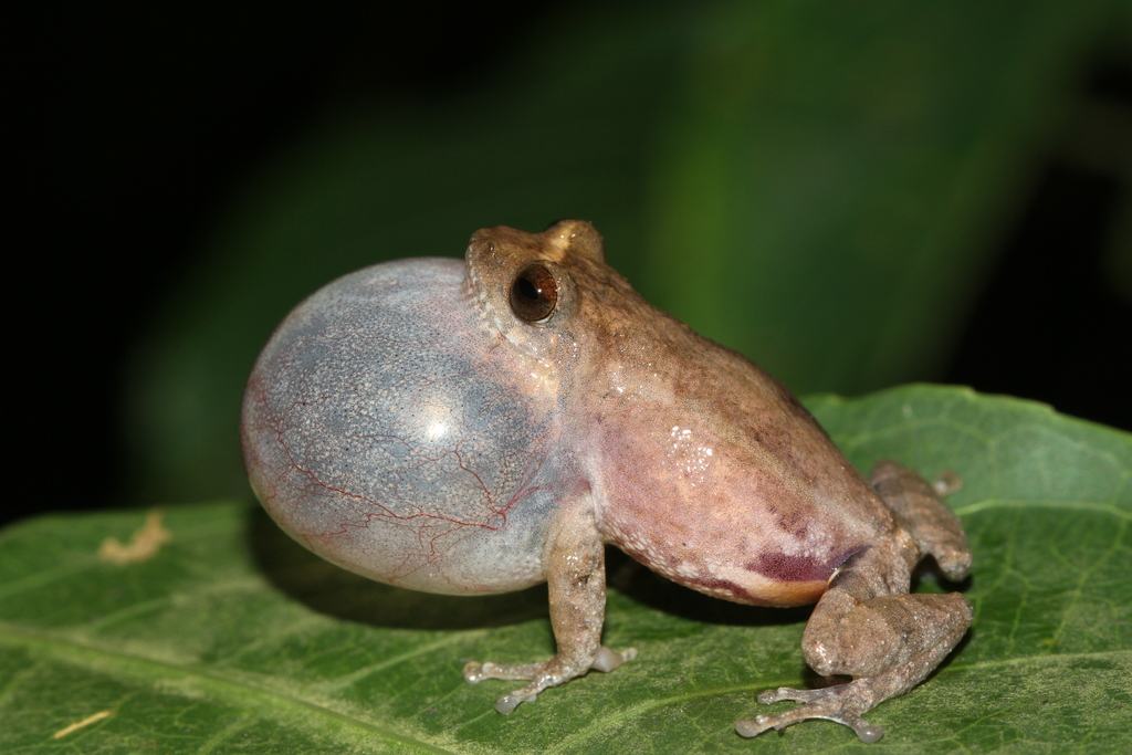 Bombay Bubble-nest Frog
