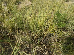 Ephedra dahurica