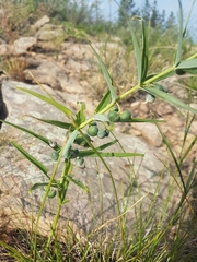 Polygonatum sibiricum