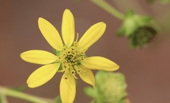 Silphium compositum