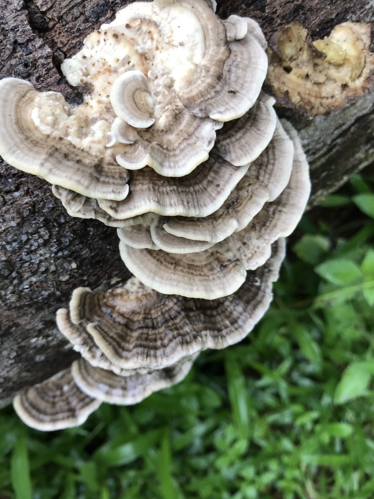 Trametes menziesii · August 2020 · photo: © agonzalo (iNaturalist, cc-by)