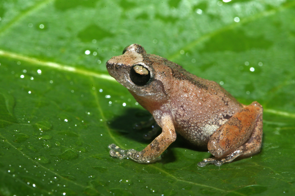 Coonoor Bush Frog