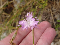 Dianthus broteri