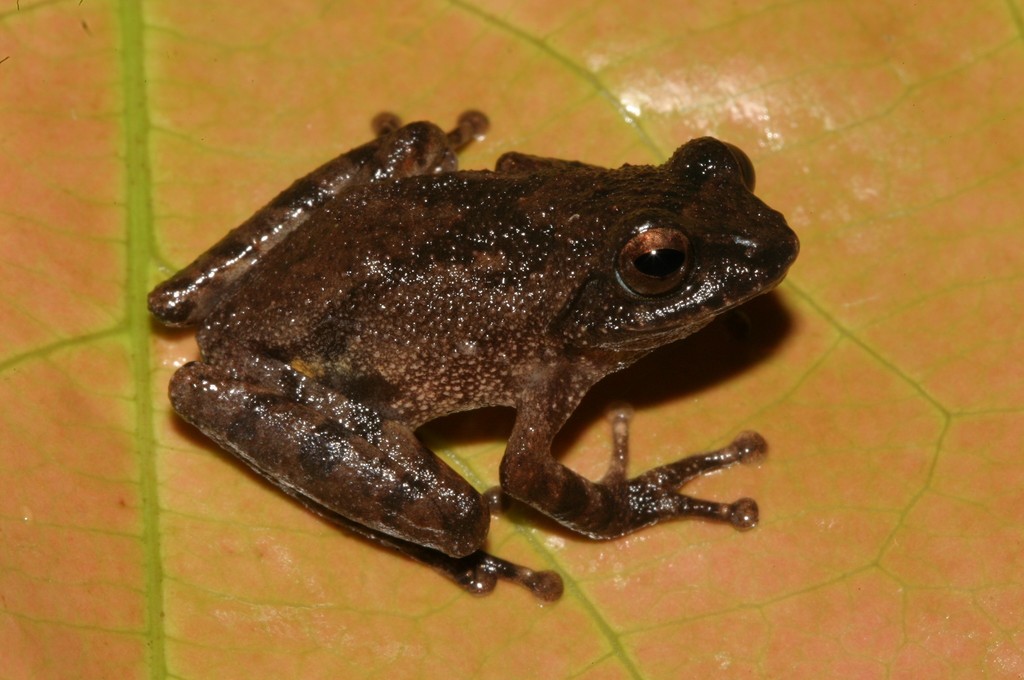Naduvattam Bush Frog