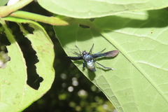 Macrocneme chrysitis