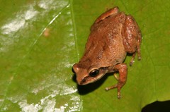 Raorchestes tinniens