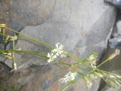 Silene dagestanica