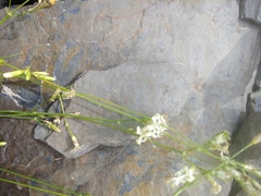 Silene dagestanica