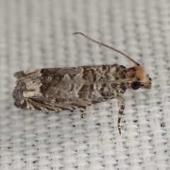 Epiblema abruptana