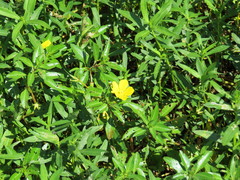 Ludwigia hexapetala