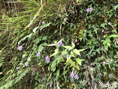 Adenophora morrisonensis