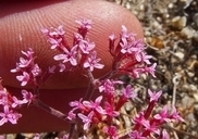 Chorizanthe leptotheca