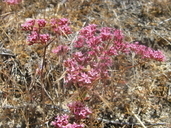 Chorizanthe leptotheca