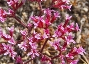 Chorizanthe leptotheca