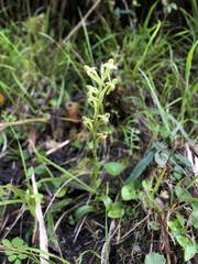 Platanthera devolii