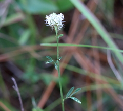Dalea mountjoyae