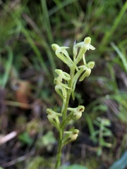 Platanthera devolii