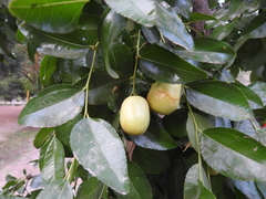 Ziziphus jujuba