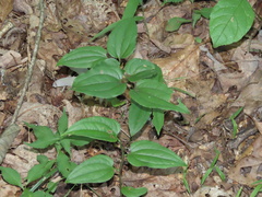 Smilax tamnoides