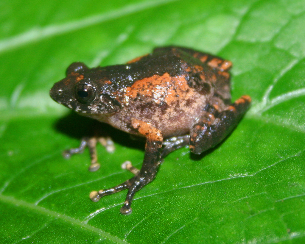 Mark's Bush Frog