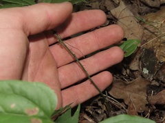 Smilax tamnoides