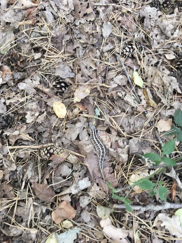Sand Lizard, Maldens Vlak, Malden, Gelderland, NL, photo 8 of 10